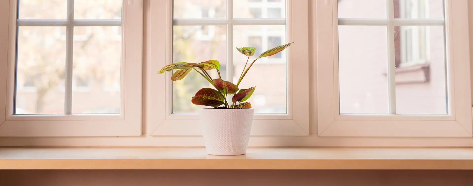 Interior Window Sill